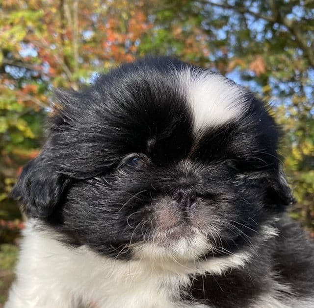 Pekingese Puppies Full AKC breeder image 7