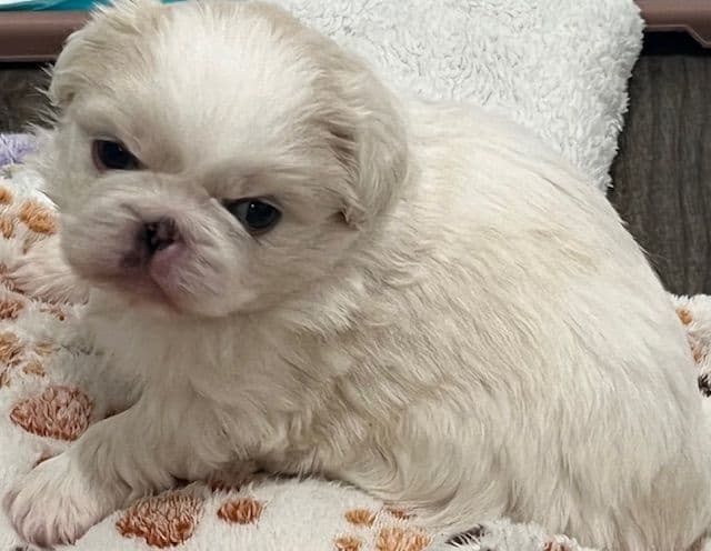 Pekingese Puppies Full AKC media 2