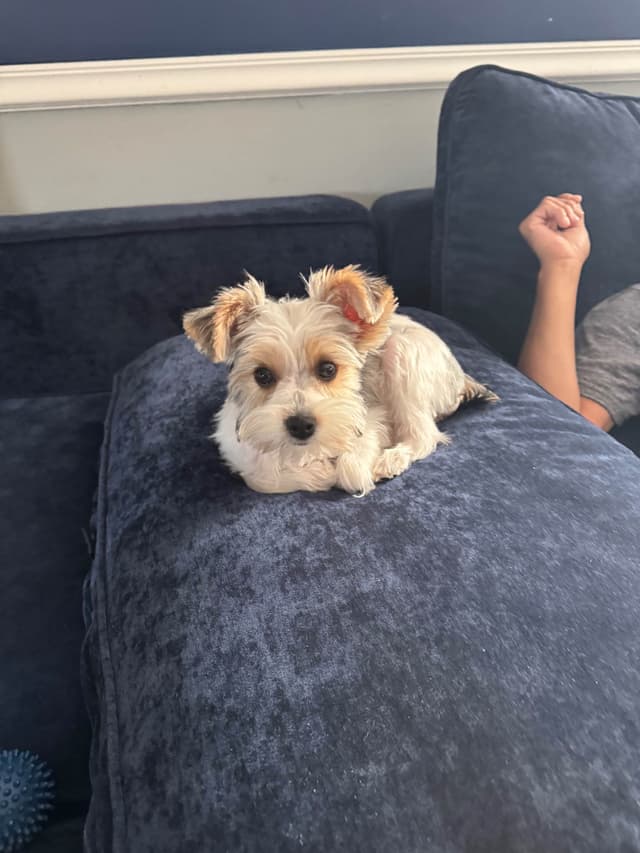 Yorkshire Terrier Puppies media 2