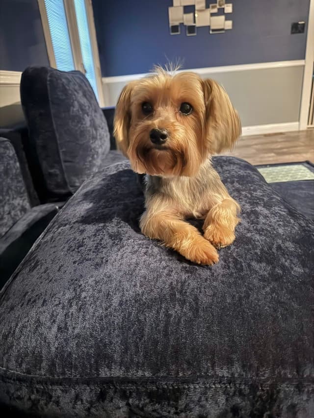 Yorkshire Terrier Puppies media 2