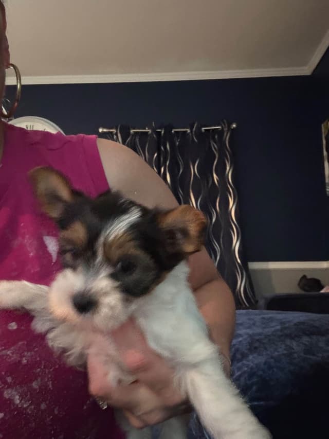 Yorkshire Terrier Puppies media 3
