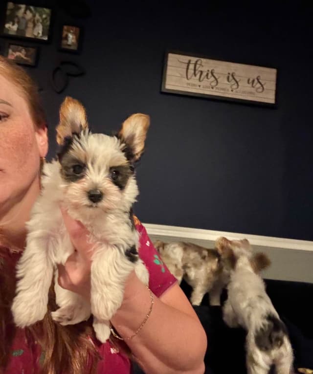 Yorkshire Terrier Puppies media 4