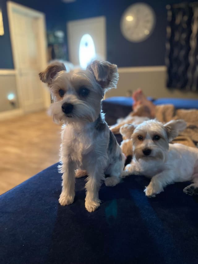 Yorkshire Terrier Puppies media 3