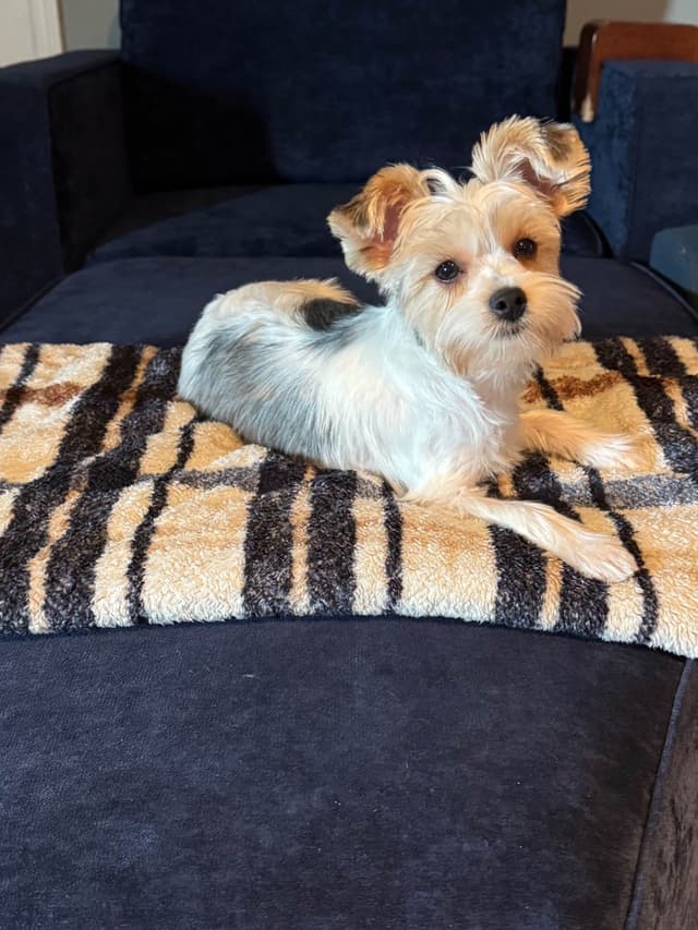 Yorkshire Terrier Puppies media 4