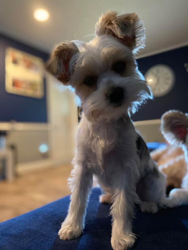Yorkshire Terrier Puppies media 3