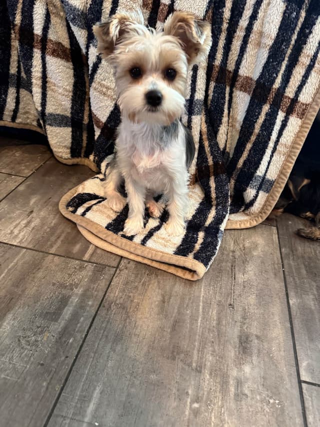 Yorkshire Terrier Puppies media 2
