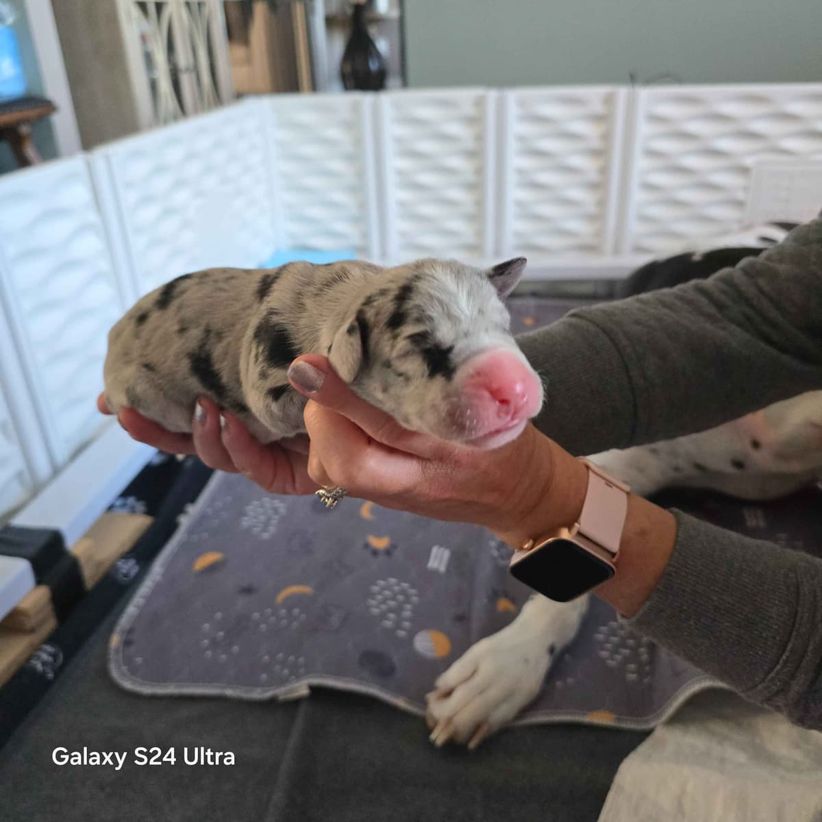 Spots and more Spots-Great Dane Puppies breeder image 1