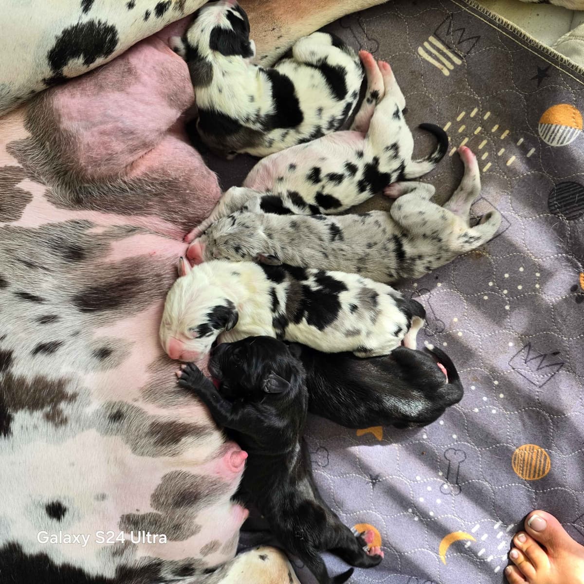 Spots and more Spots-Great Dane Puppies breeder image 3