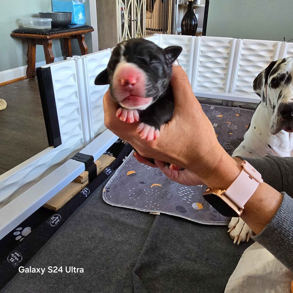 Spots and more Spots-Great Dane Puppies breeder image 2