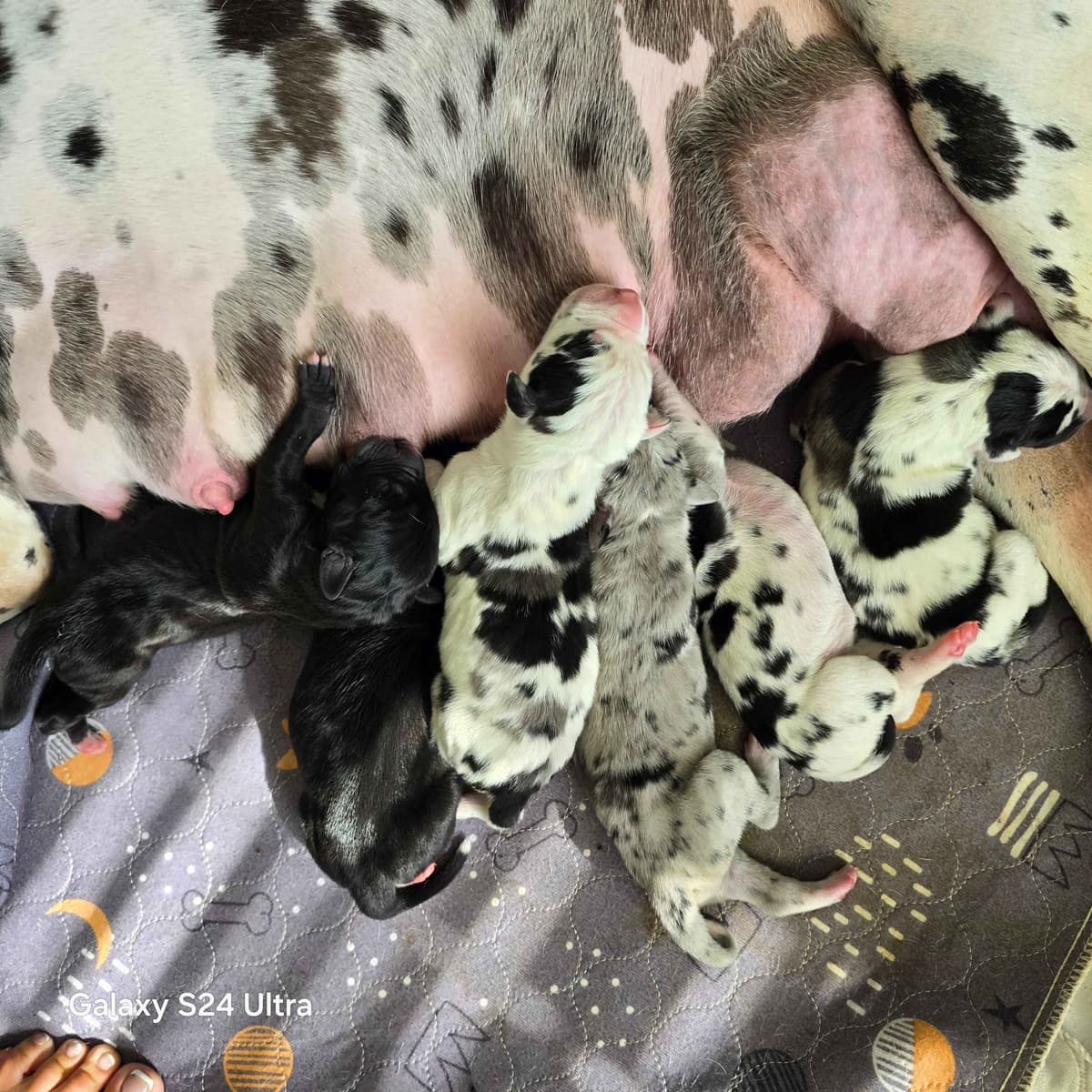 Spots and more Spots-Great Dane Puppies breeder image 7