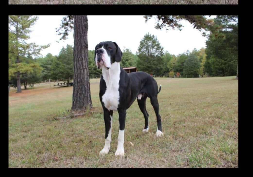 Spots and more Spots-Great Dane Puppies breeder image 4