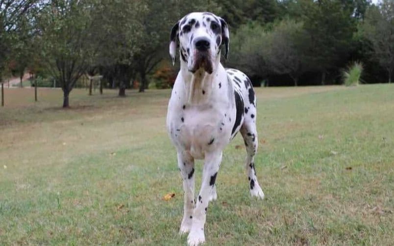 Spots and more Spots-Great Dane Puppies breeder image 5