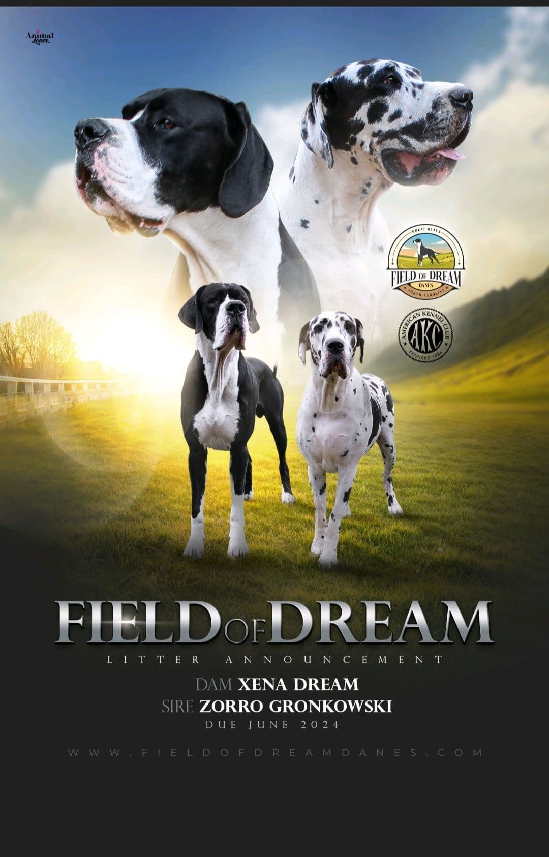Spots and more Spots-Great Dane Puppies breeder image 6