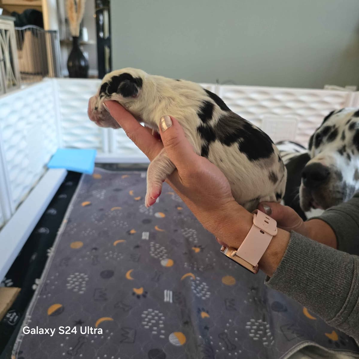 Spots and more Spots-Great Dane Puppies breeder image 8