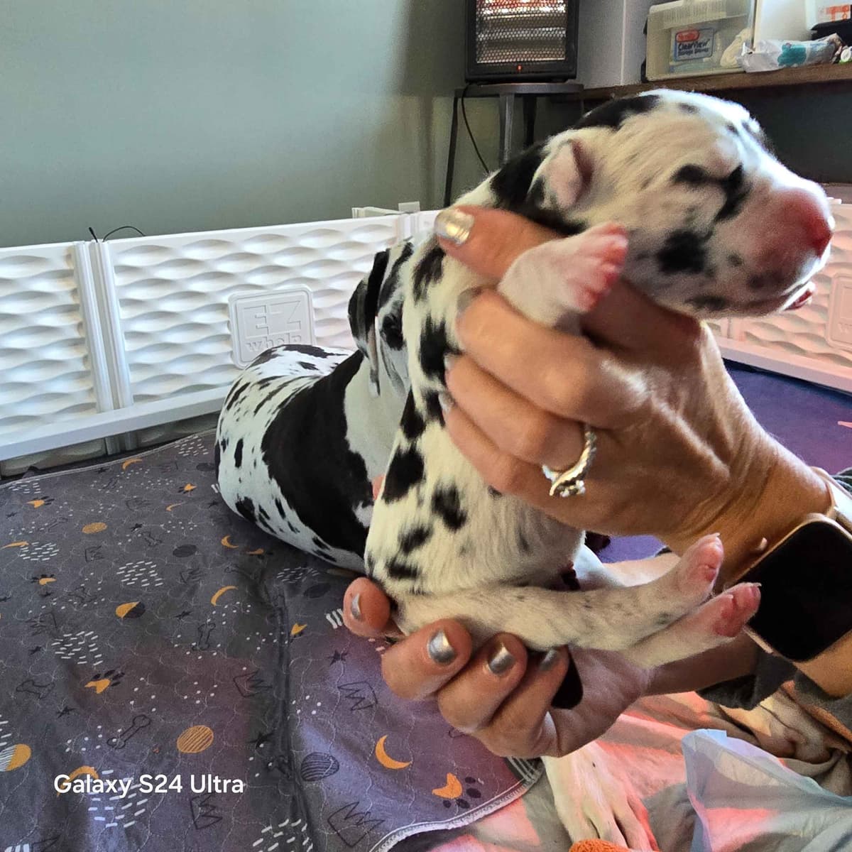 Spots and more Spots-Great Dane Puppies breeder image 9