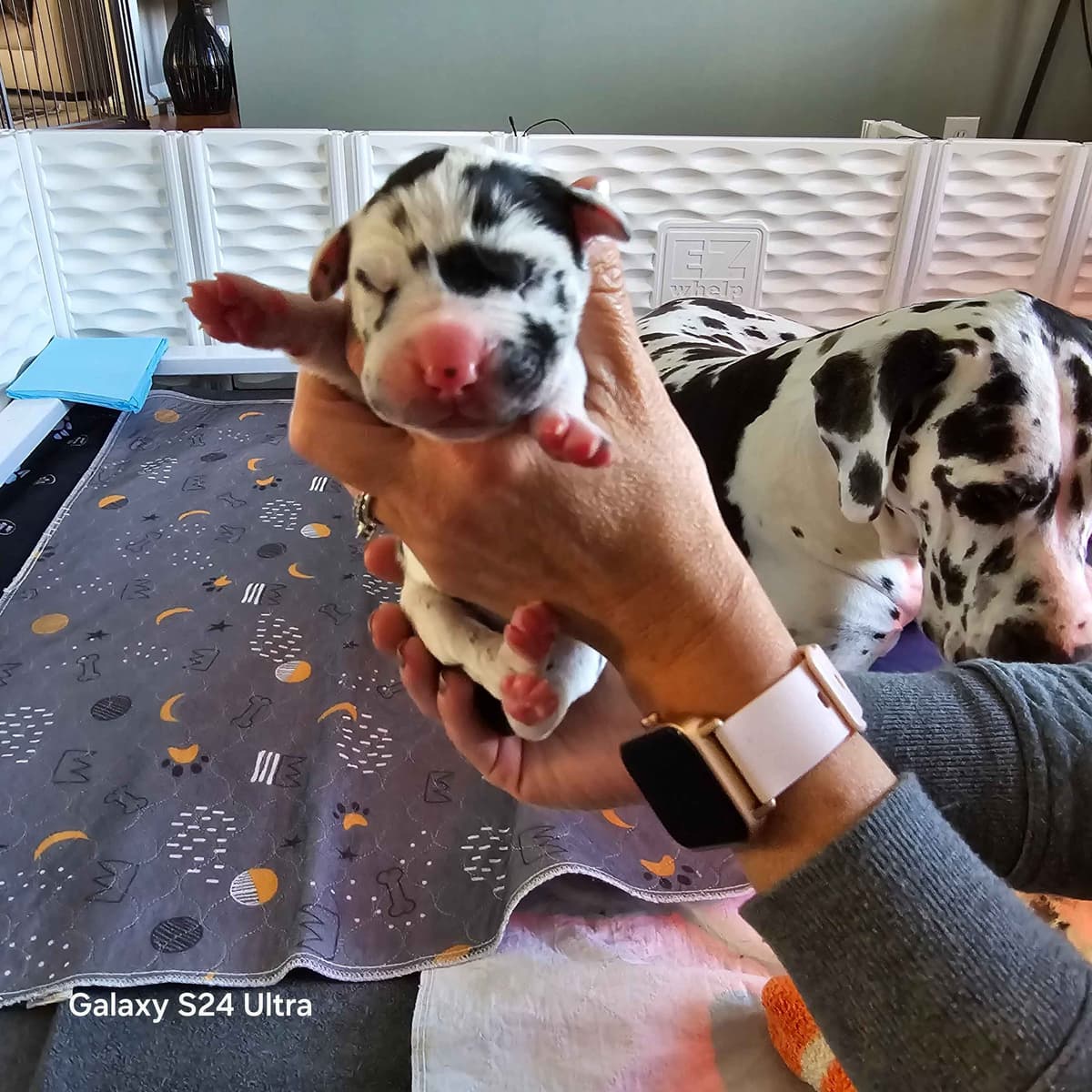 Spots and more Spots-Great Dane Puppies breeder image 11