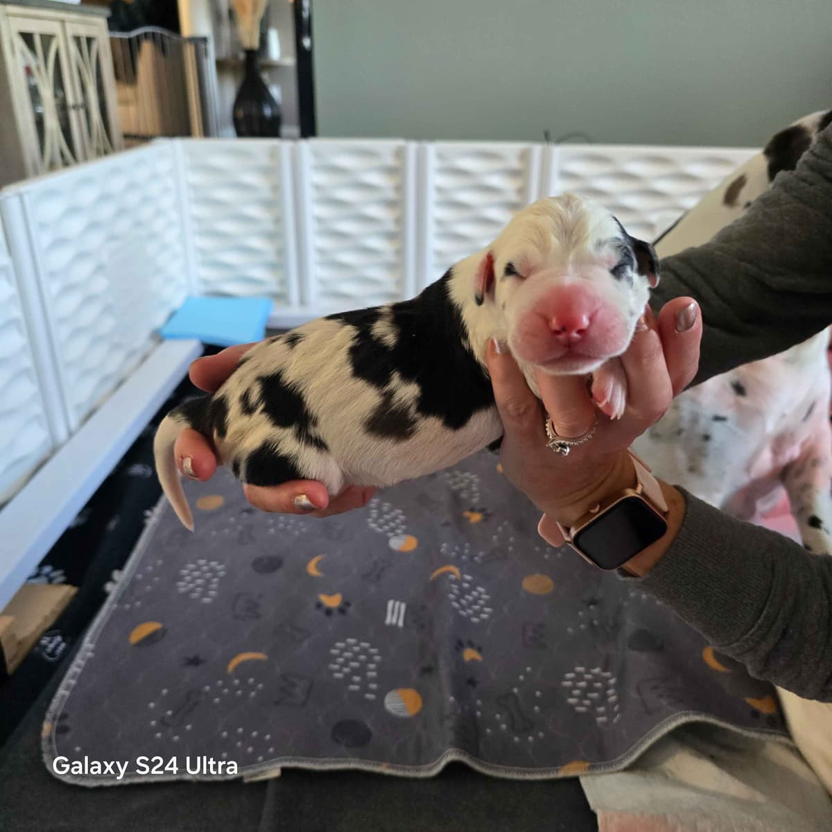 Spots and more Spots-Great Dane Puppies breeder image 10