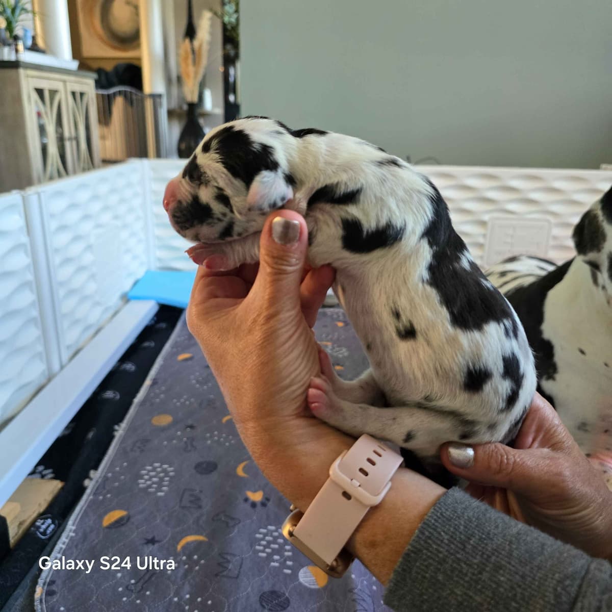 Spots and more Spots-Great Dane Puppies breeder image 13