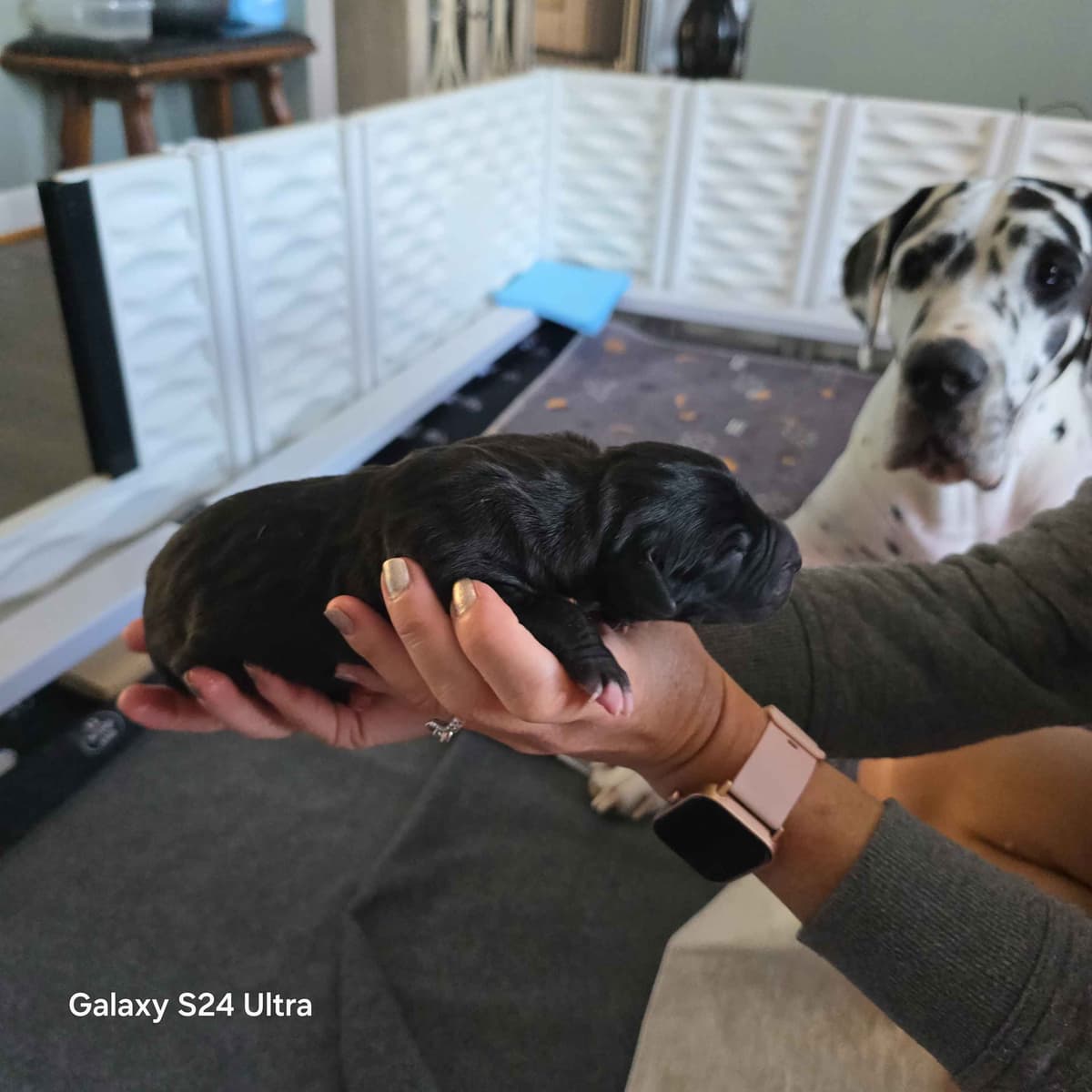 Spots and more Spots-Great Dane Puppies breeder image 14