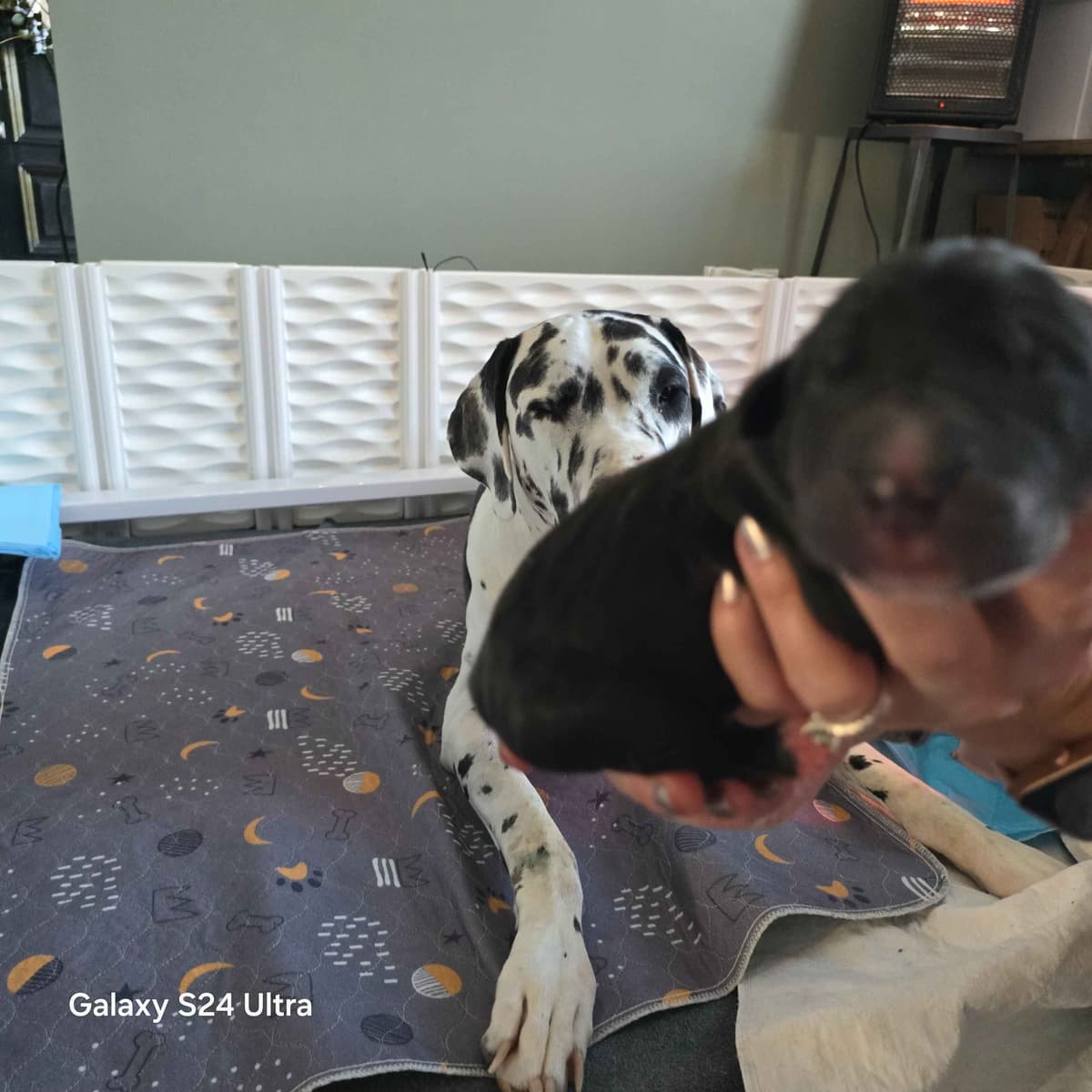 Spots and more Spots-Great Dane Puppies breeder image 15