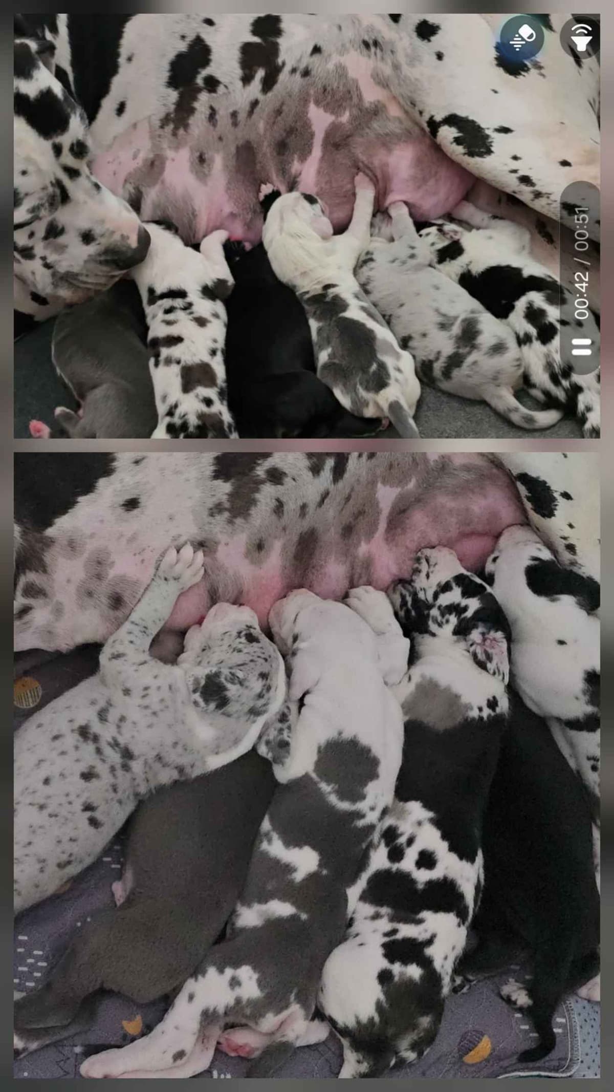 Spots and more Spots-Great Dane Puppies breeder image 18