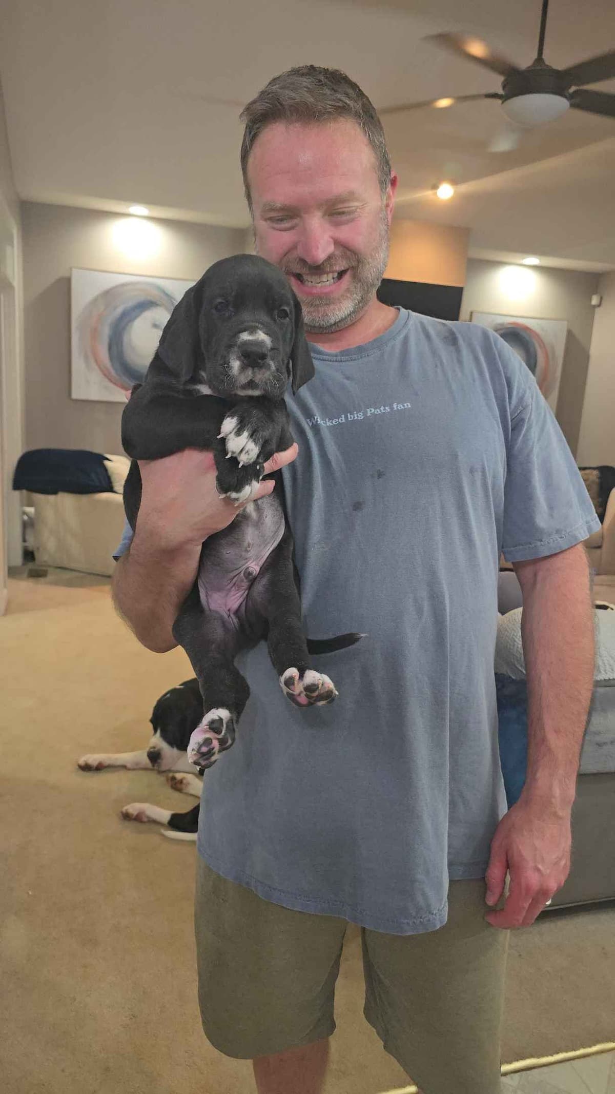 Spots and more Spots-Great Dane Puppies breeder image 17