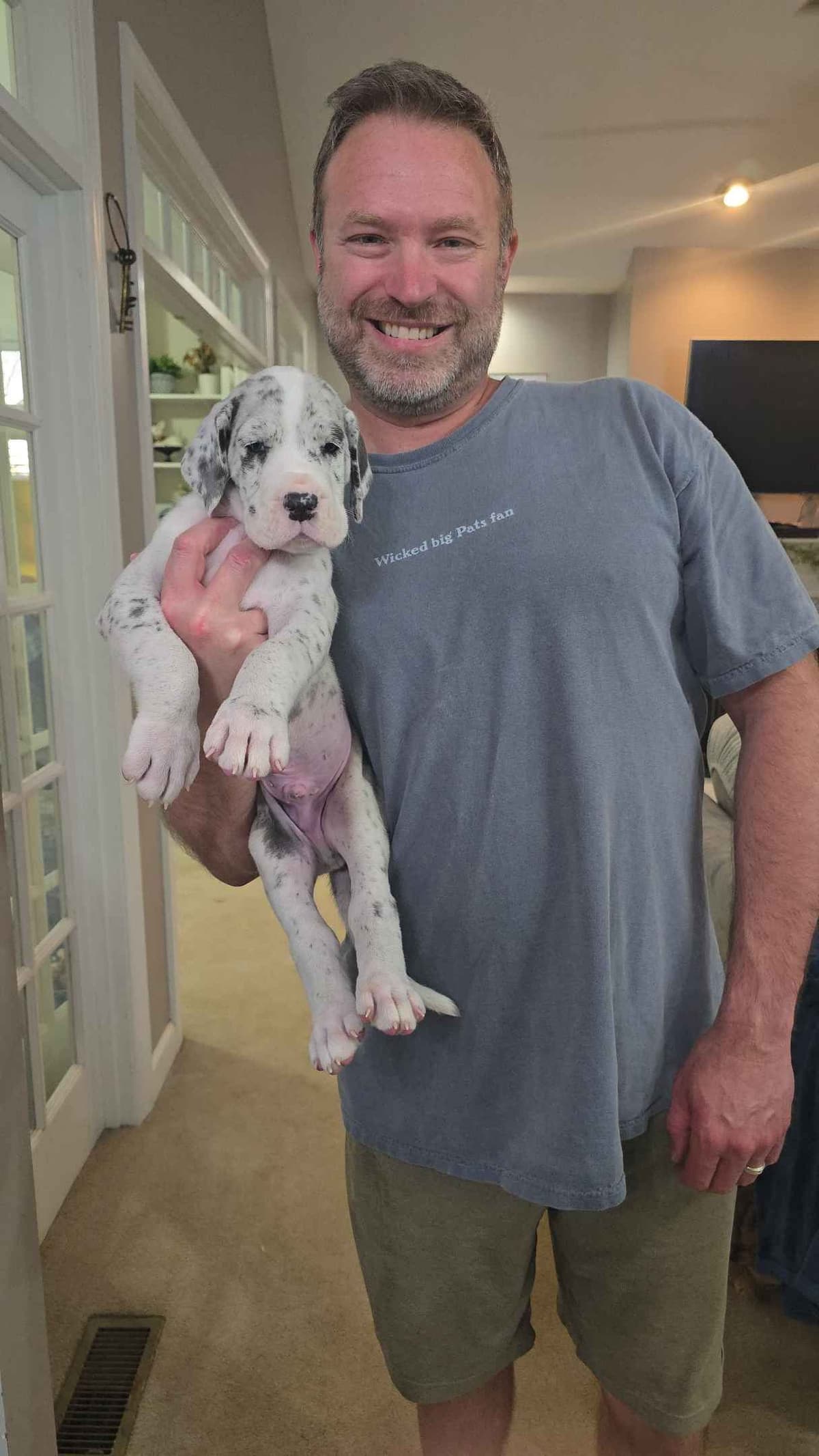 Spots and more Spots-Great Dane Puppies breeder image 16