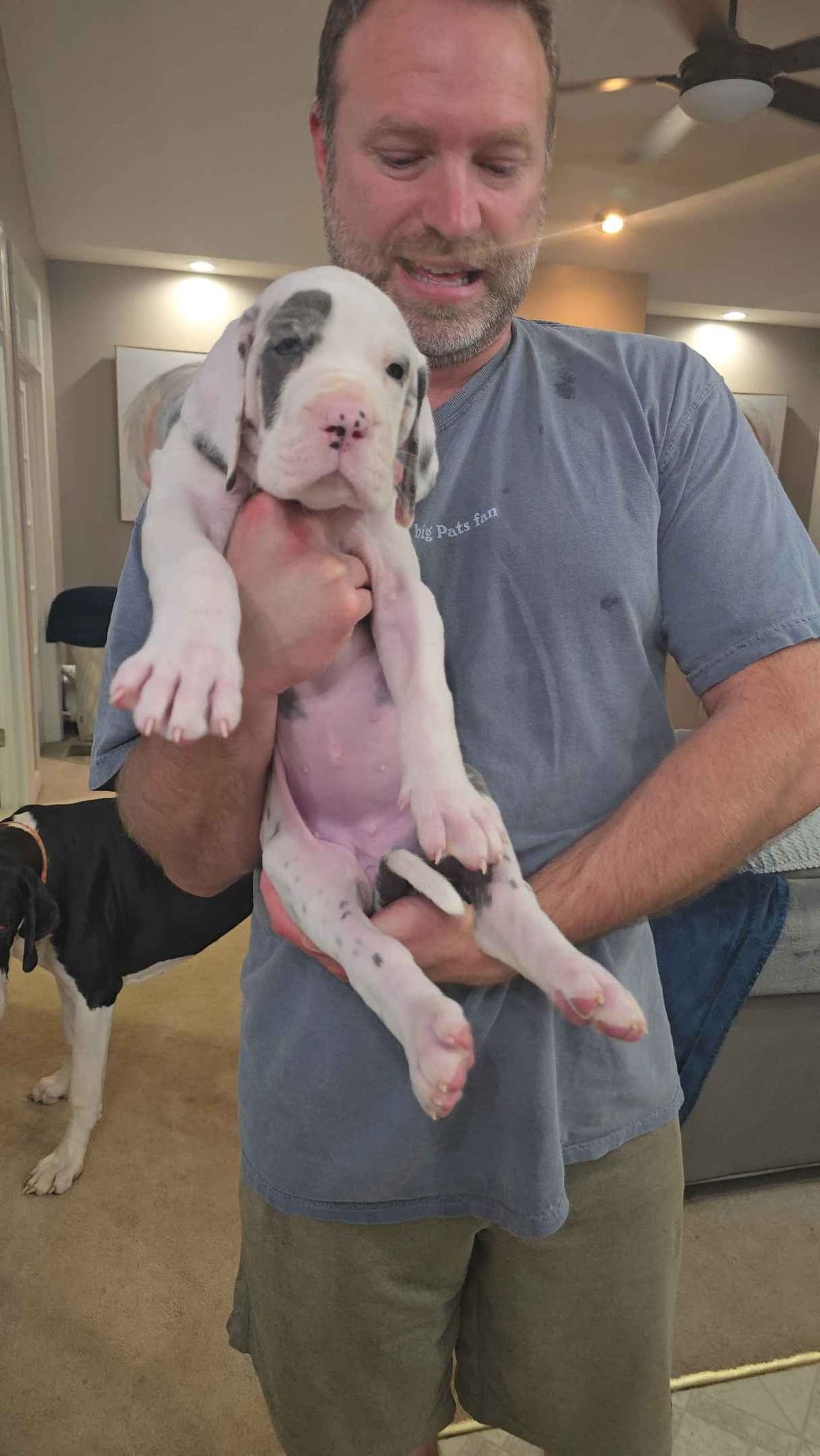 Spots and more Spots-Great Dane Puppies breeder image 19