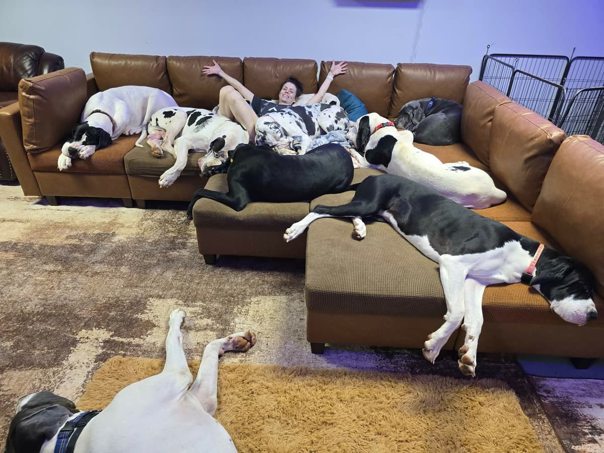Spots and more Spots-Great Dane Puppies breeder image 23