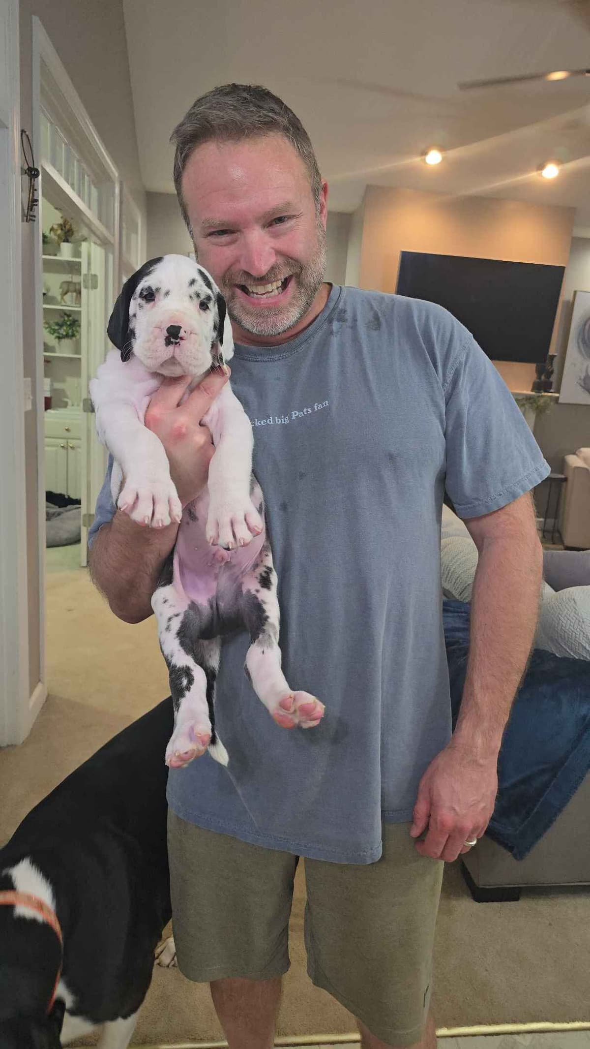 Spots and more Spots-Great Dane Puppies breeder image 22