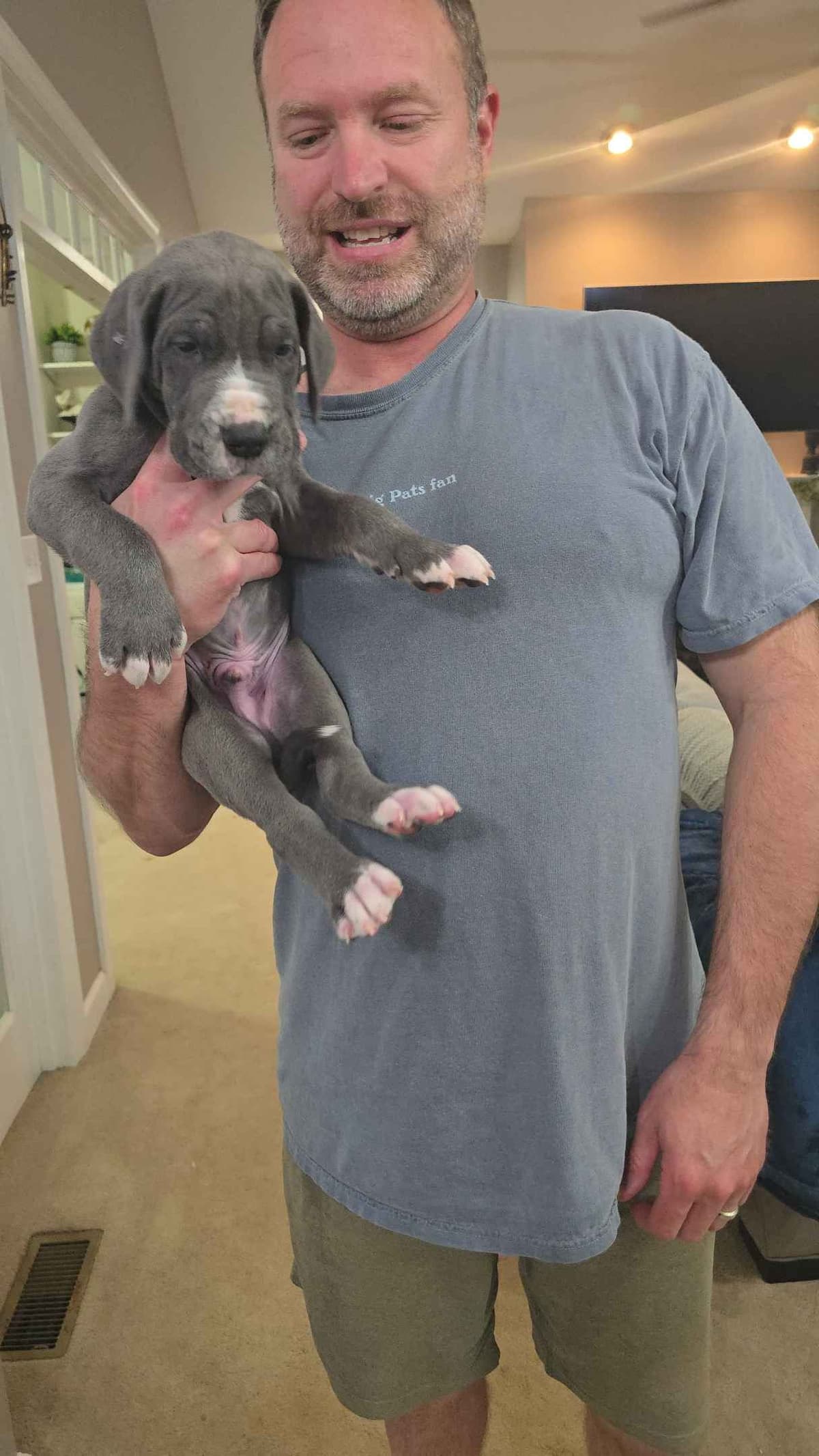 Spots and more Spots-Great Dane Puppies breeder image 21