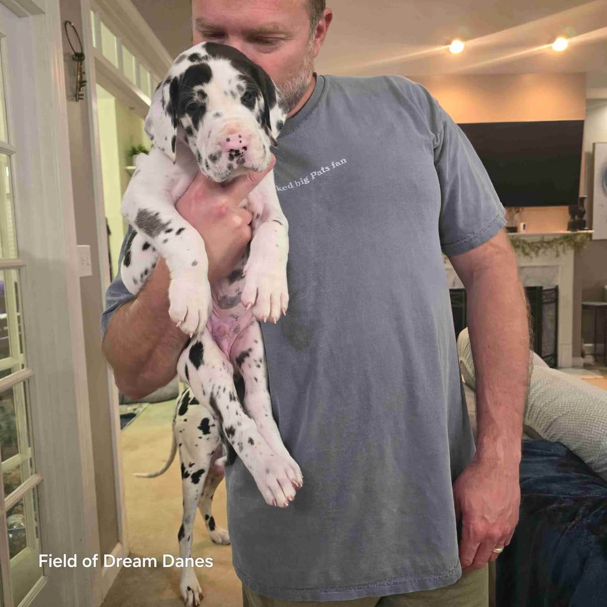 Spots and more Spots-Great Dane Puppies breeder image 24