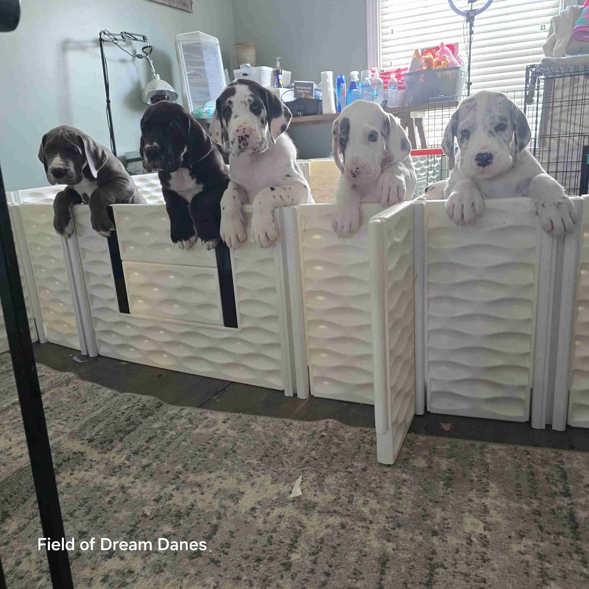 Spots and more Spots-Great Dane Puppies breeder image 25