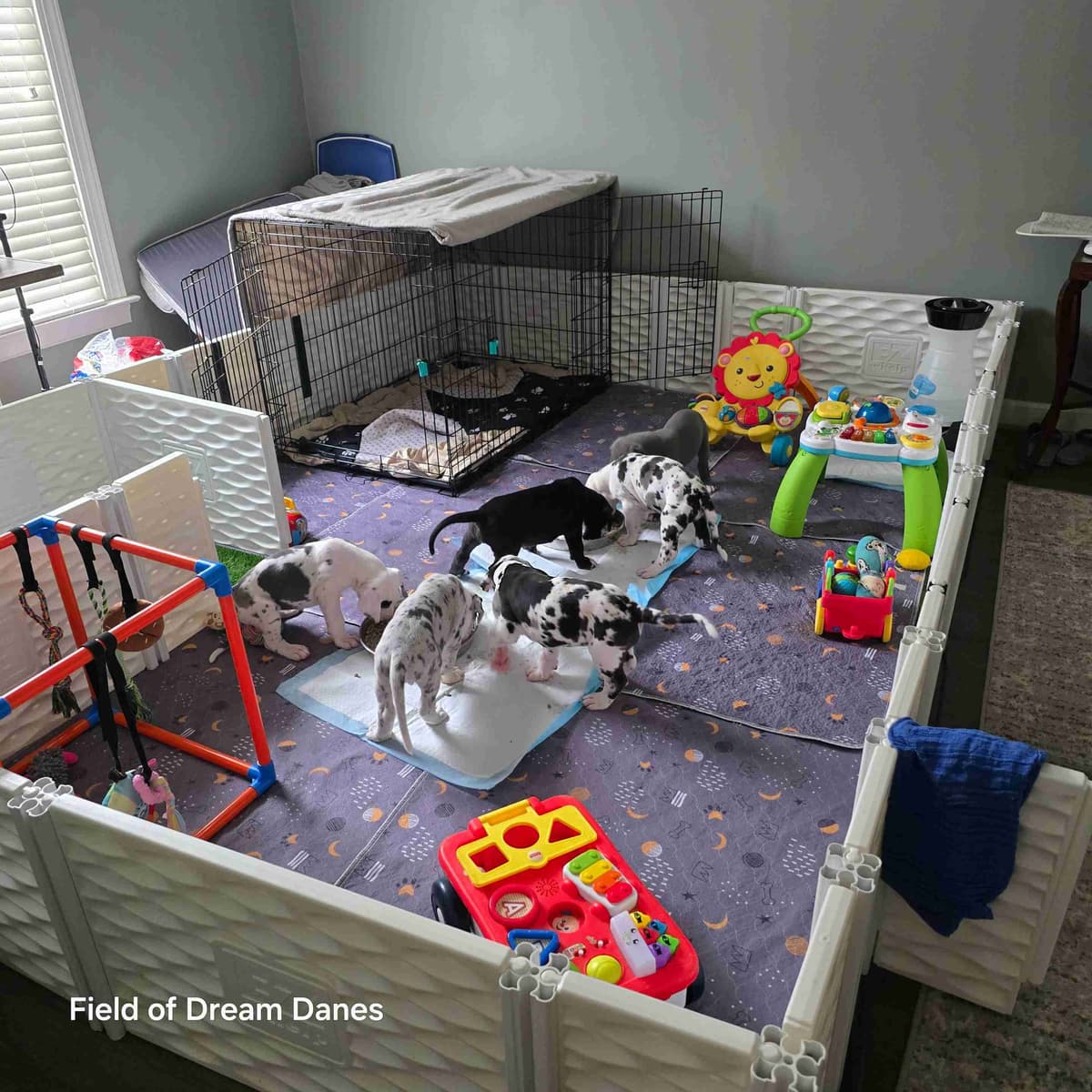 Spots and more Spots-Great Dane Puppies breeder image 26