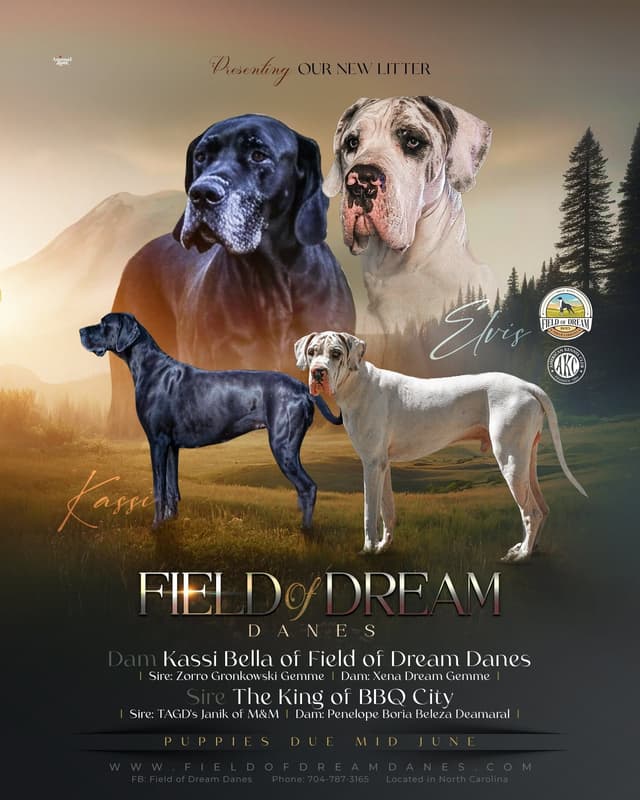 Spots and more Spots-Great Dane Puppies media 2