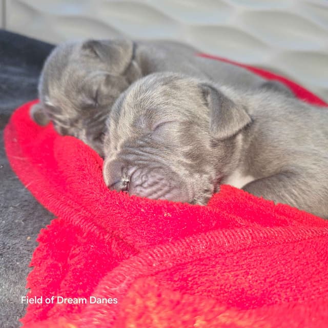 Blues, Blacks and Piebald Great Dane Puppies media 15