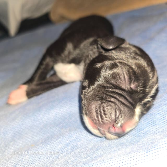 Blues, Blacks and Piebald Great Dane Puppies media 16