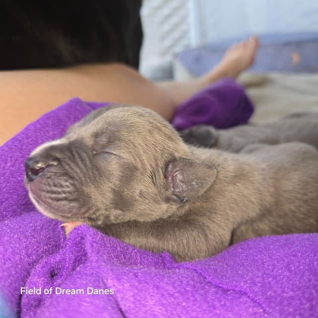 Blues, Blacks and Piebald Great Dane Puppies media 3