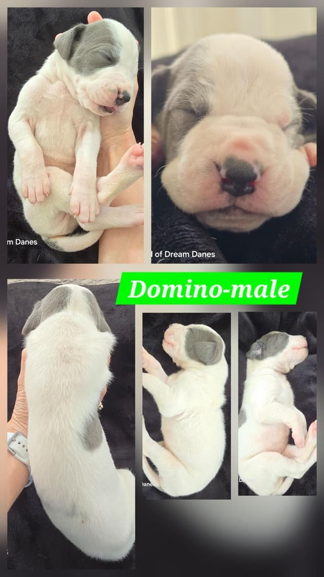 Blues, Blacks and Piebald Great Dane Puppies media 4