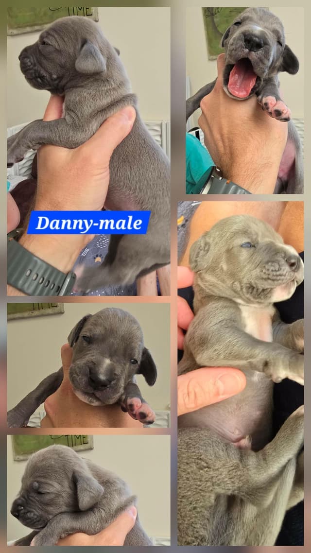 Blues, Blacks and Piebald Great Dane Puppies media 6
