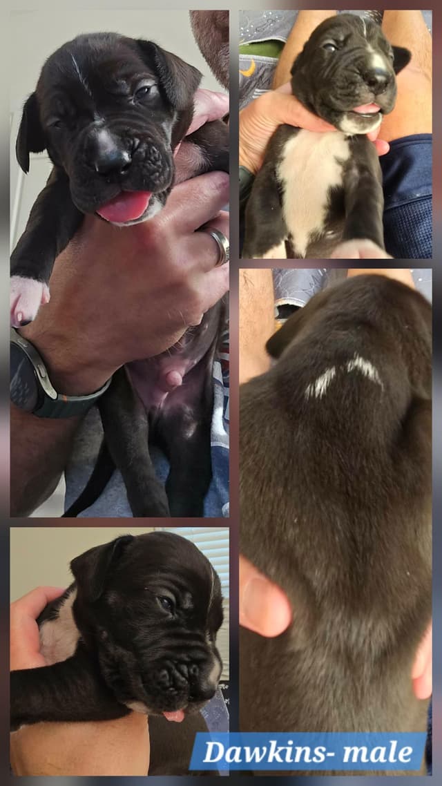 Blues, Blacks and Piebald Great Dane Puppies media 7