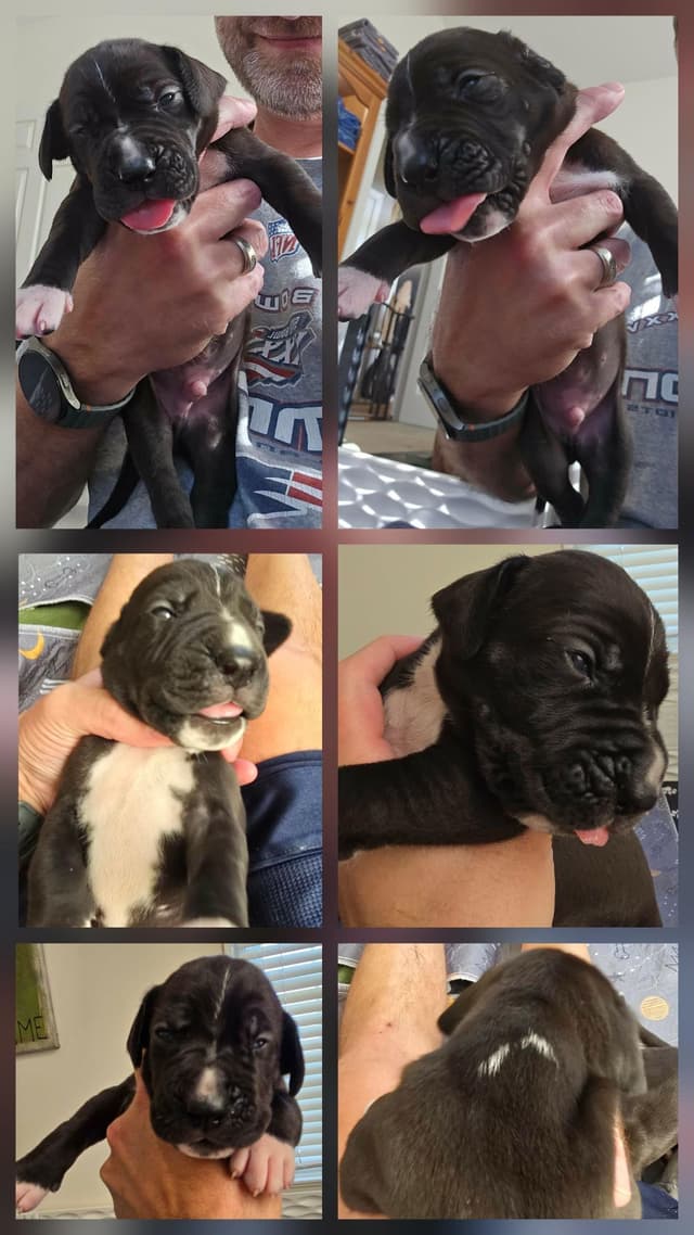 Blues, Blacks and Piebald Great Dane Puppies media 9