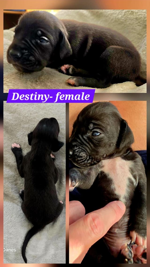 Blues, Blacks and Piebald Great Dane Puppies media 11