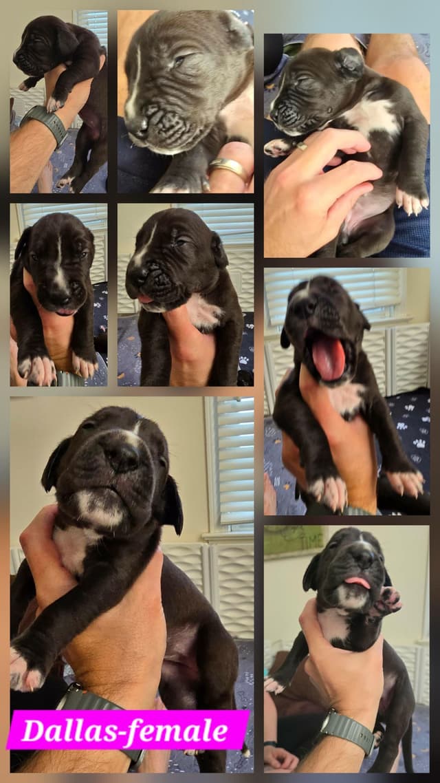 Blues, Blacks and Piebald Great Dane Puppies media 8