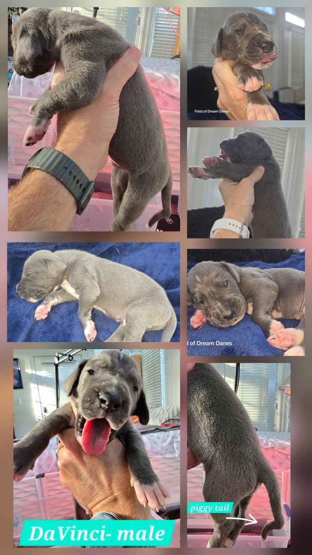 Blues, Blacks and Piebald Great Dane Puppies media 12