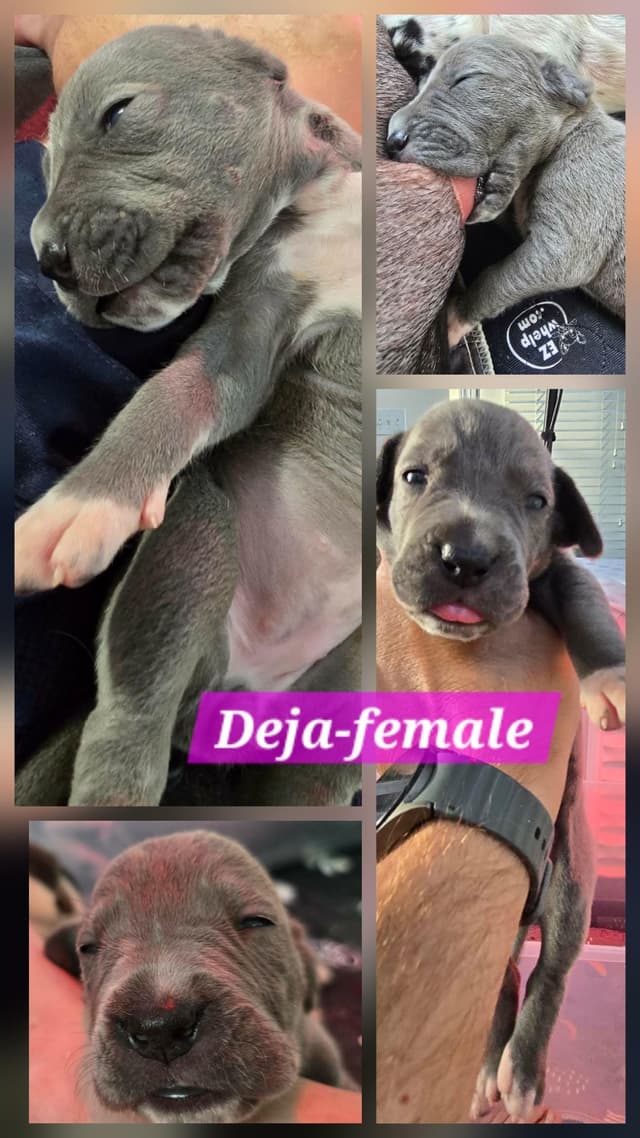 Blues, Blacks and Piebald Great Dane Puppies media 10