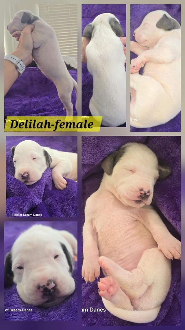Blues, Blacks and Piebald Great Dane Puppies media 13