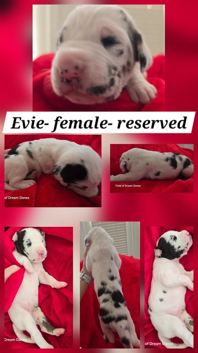 Spots and more Spots-Great Dane Puppies media 3