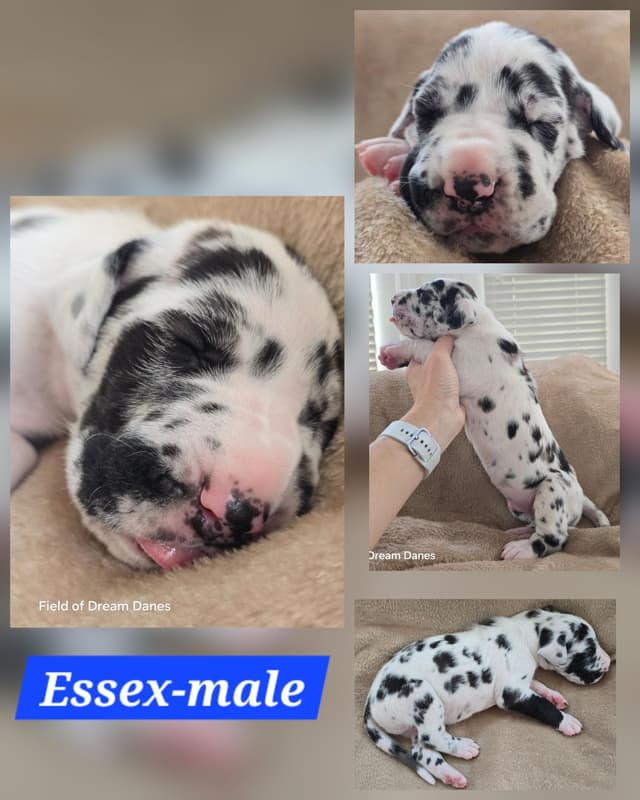 Spots and more Spots-Great Dane Puppies media 4