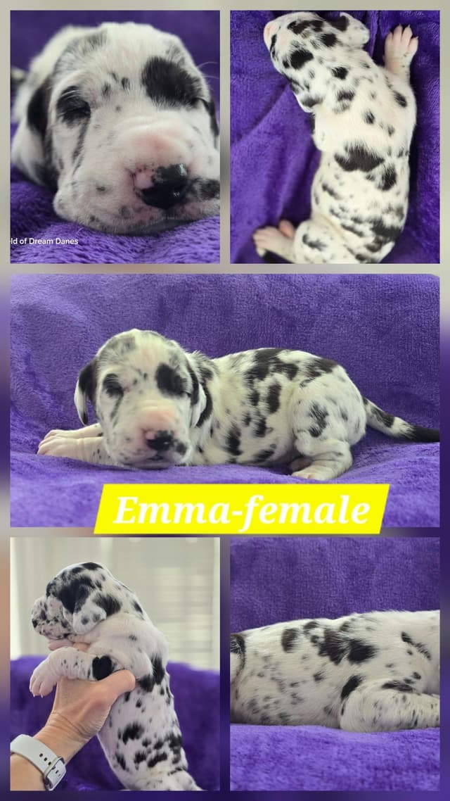 Spots and more Spots-Great Dane Puppies media 5